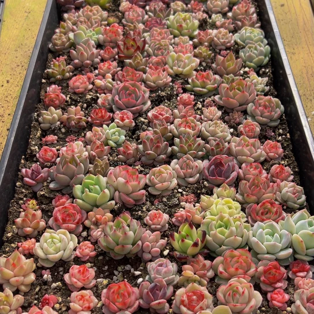 704多肉葡萄的味道真的是很