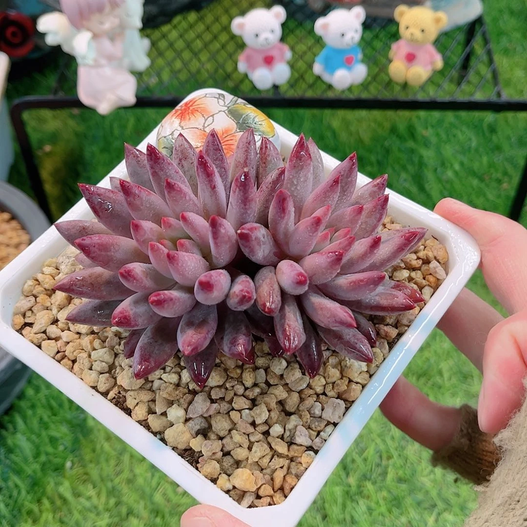 小***8正版虞美人精品多肉