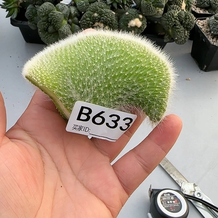 等**老九尾狐缀化片633