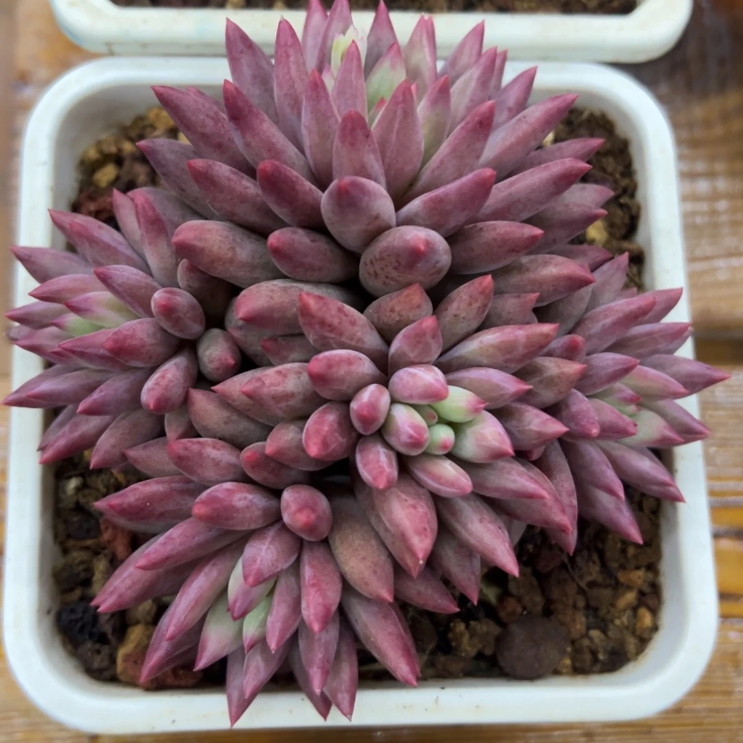 张张精品多肉车厘子