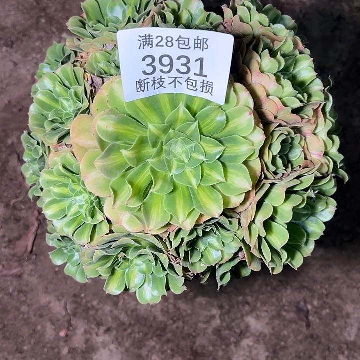 3931翡翠琉璃多肉植物