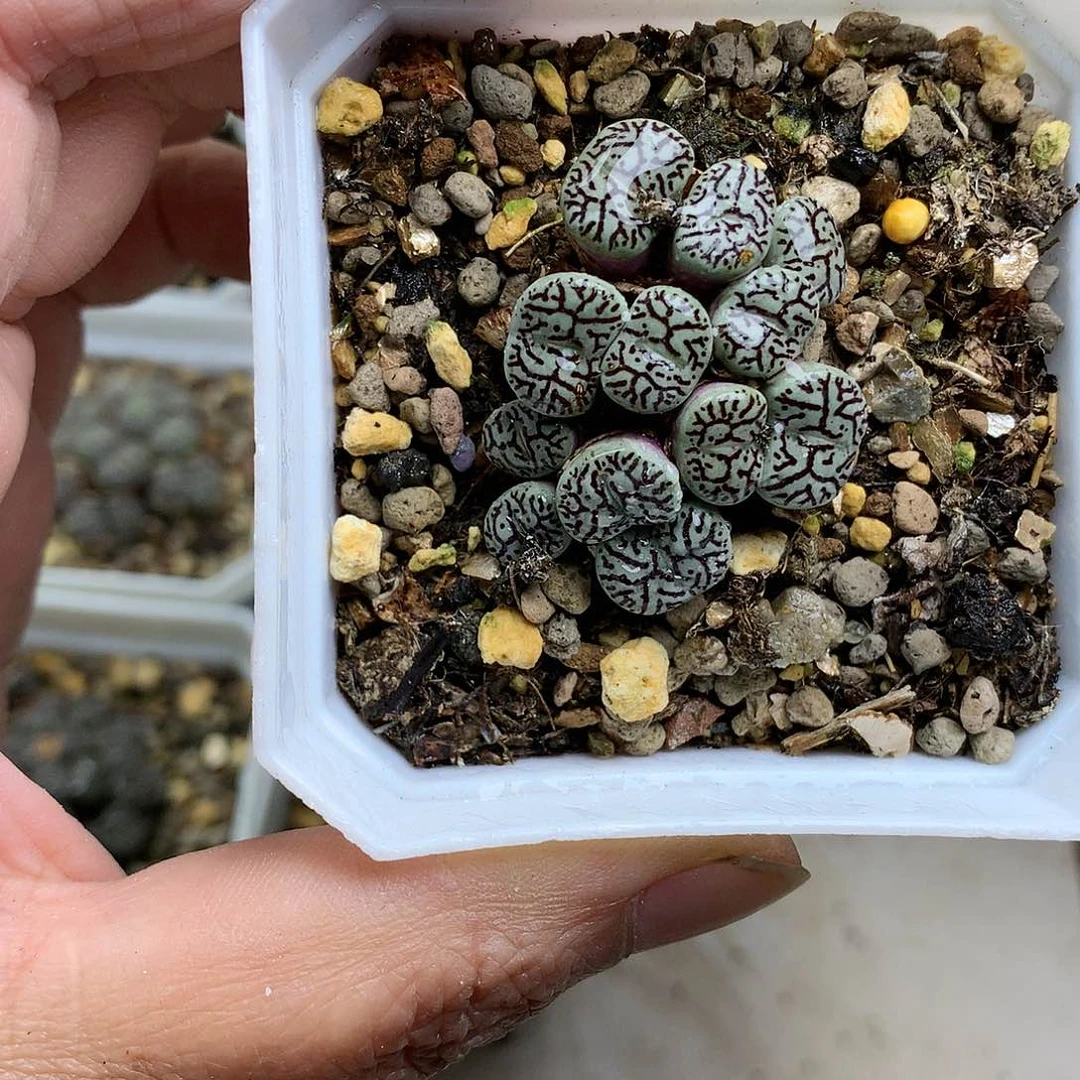 飞****A97多肉植物保护研究所