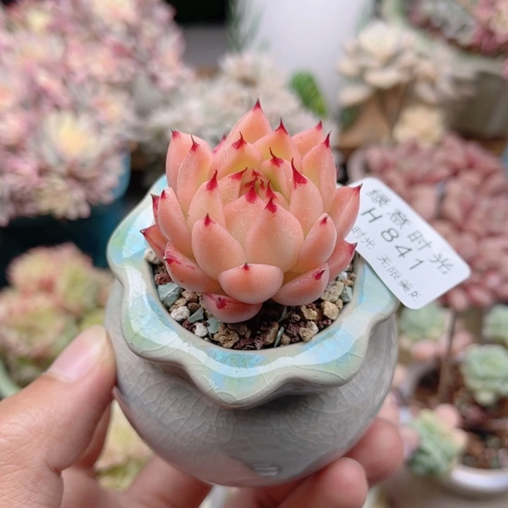 841 韩货间谍 带陶瓷盆发货 满28包邮