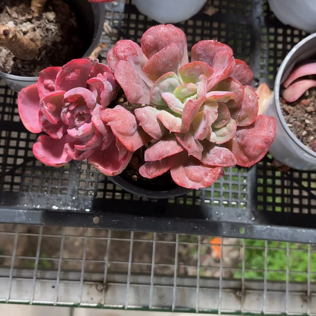 雨滴阴阳锦老桩冠幅15㎝左右
