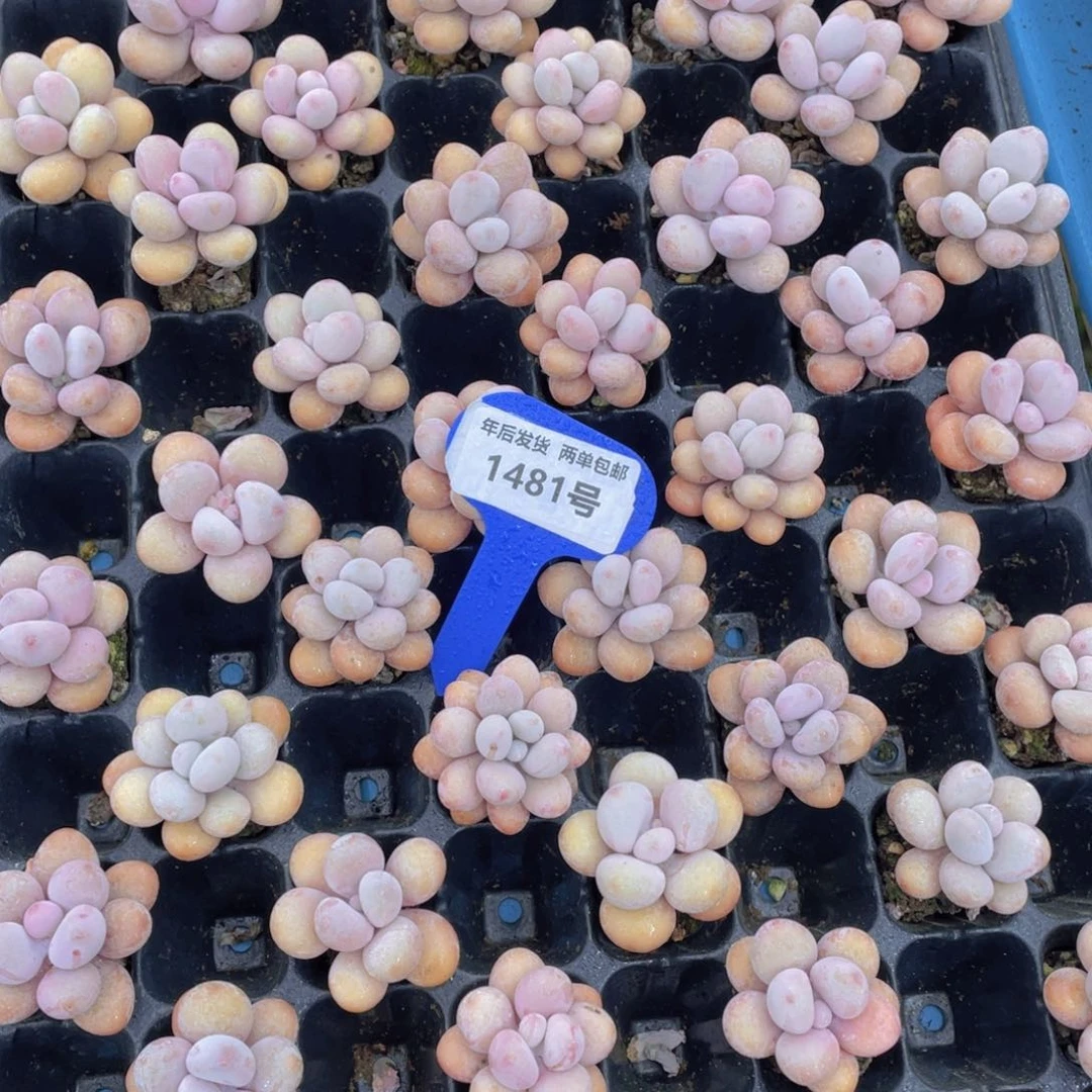 1481号丸叶粉桃蛋组合七头起