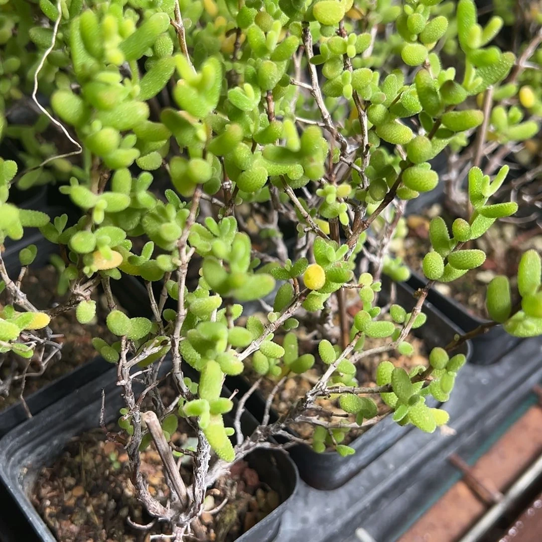 黄金糖球金55杯老桩福利