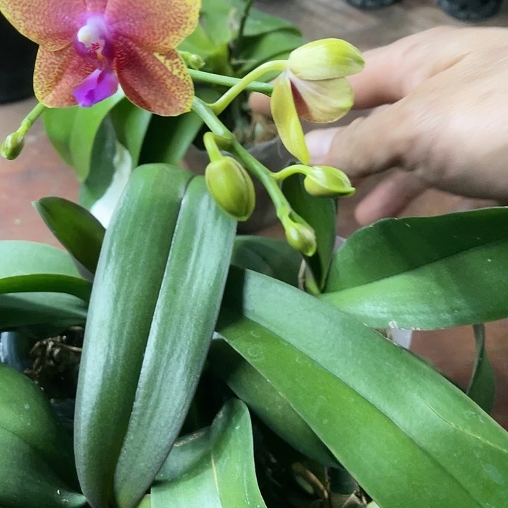 当前无花栽培后可以开花香恋博格丽瑕疵