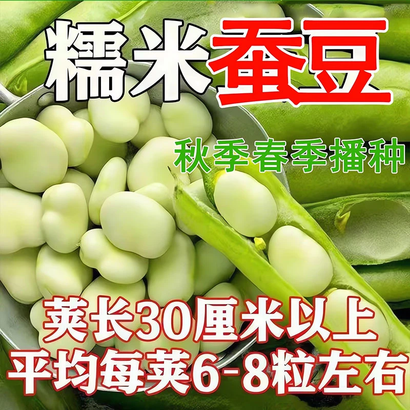 白皮蚕豆种子北斗七星高产罗汉豆种籽春秋冬季播种早熟耐寒胡豆籽