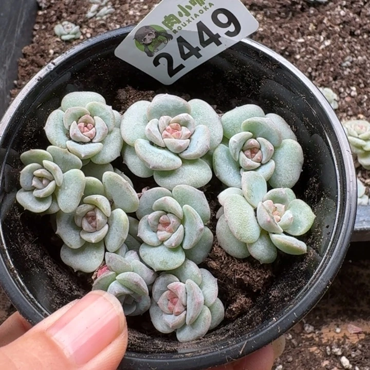 无花朵多肉植物多肉植物