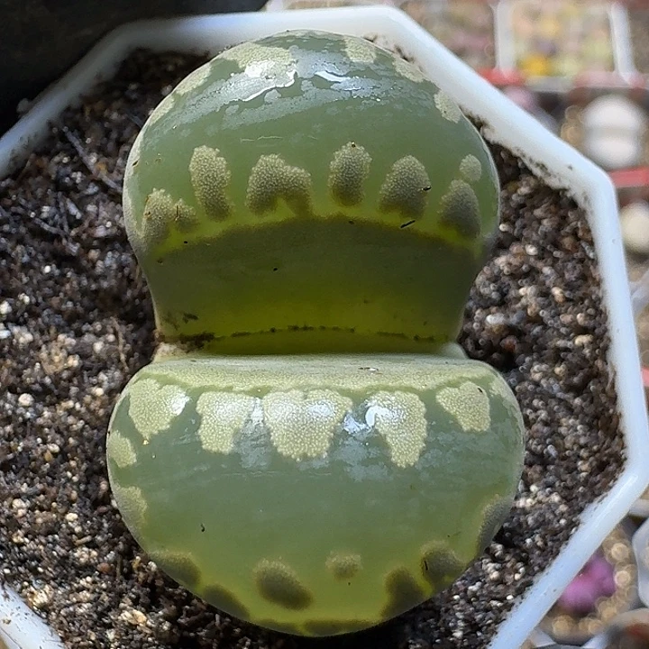 生石花111121。  71