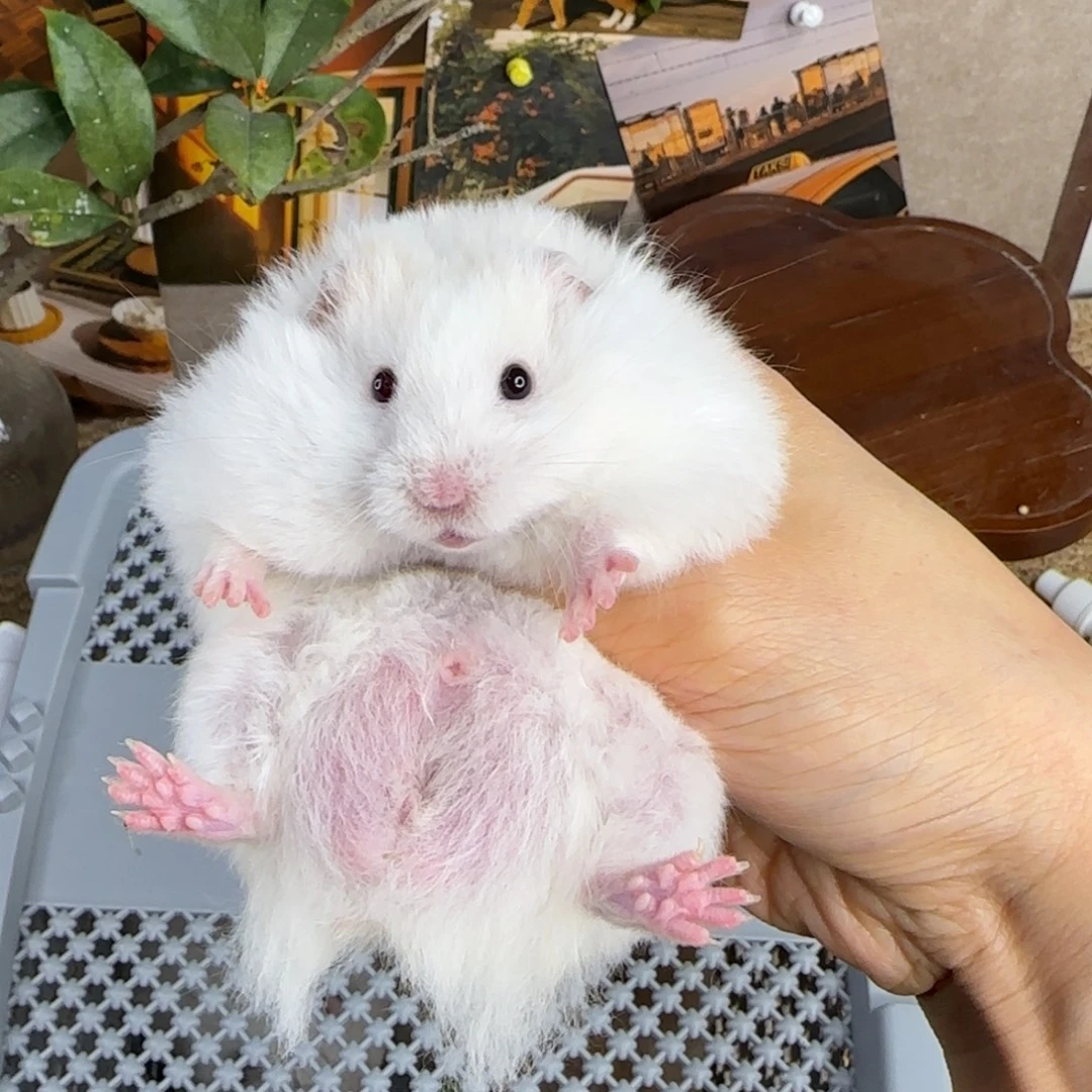 异瞳阴阳眼蜜显斑弟弟8.17