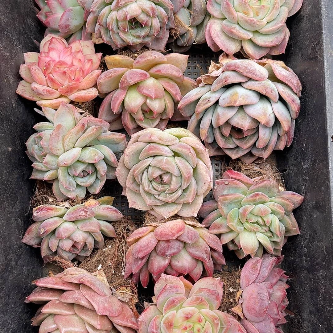 多肉植物一物一拍5-27