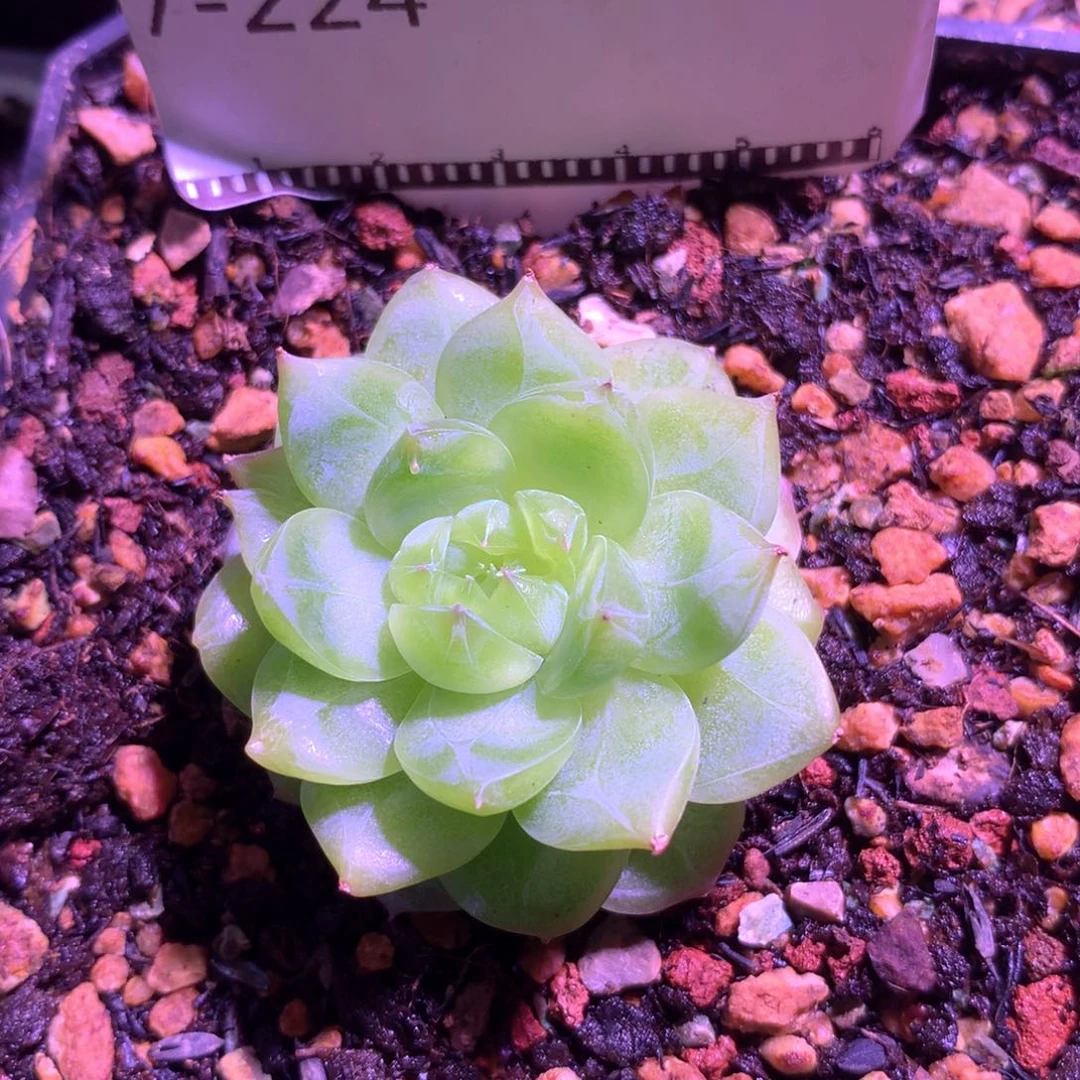 绿珍妮优选精品58包邮