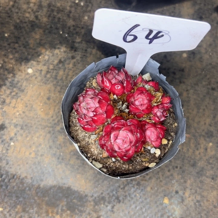 64号红色的龙。