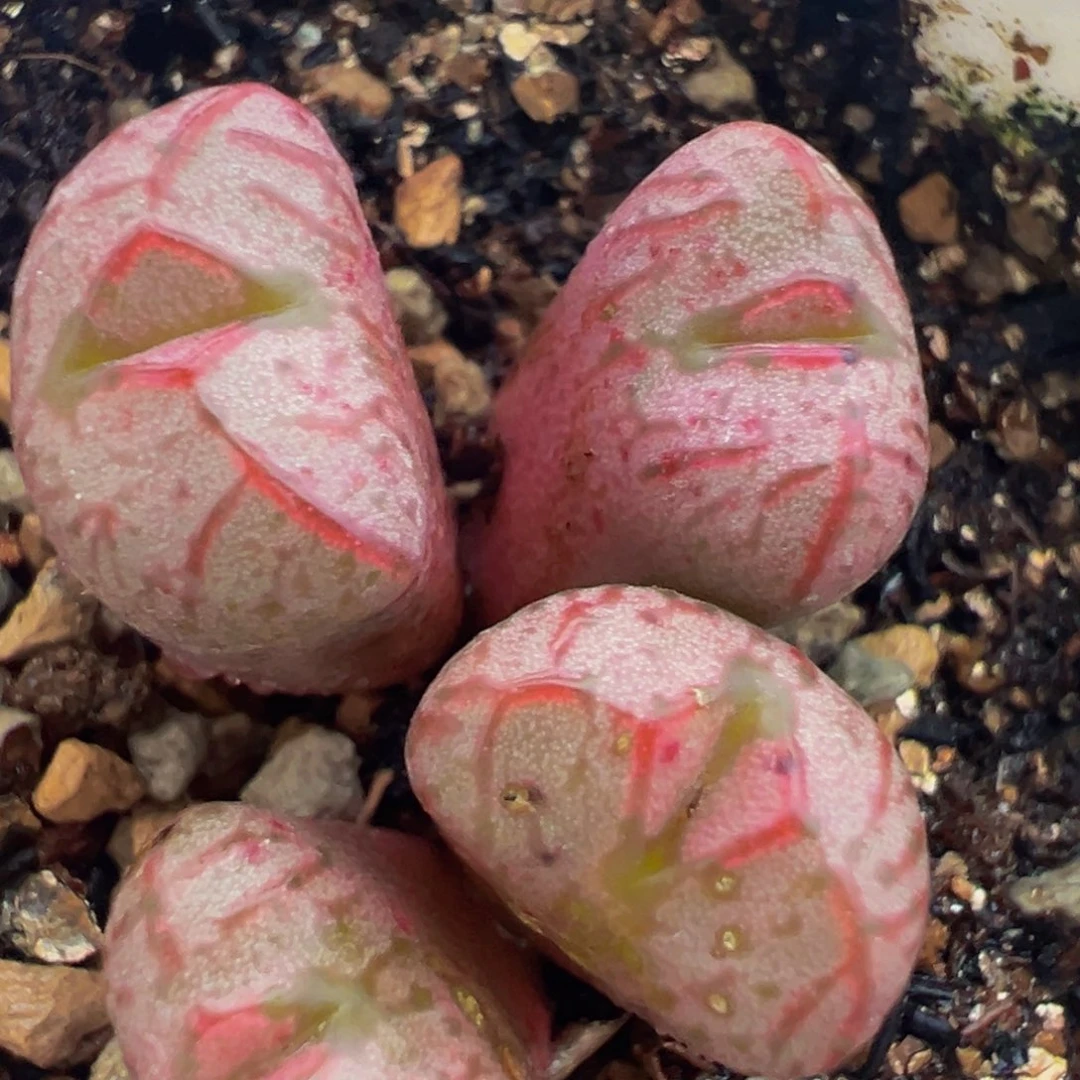 红河多肉植物百科