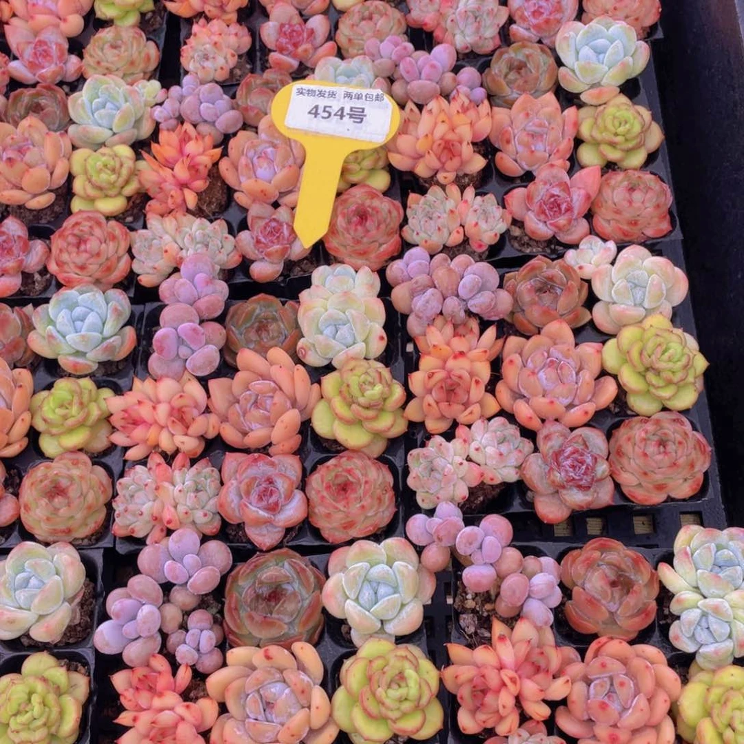 454号 全状态小精品美肉九个