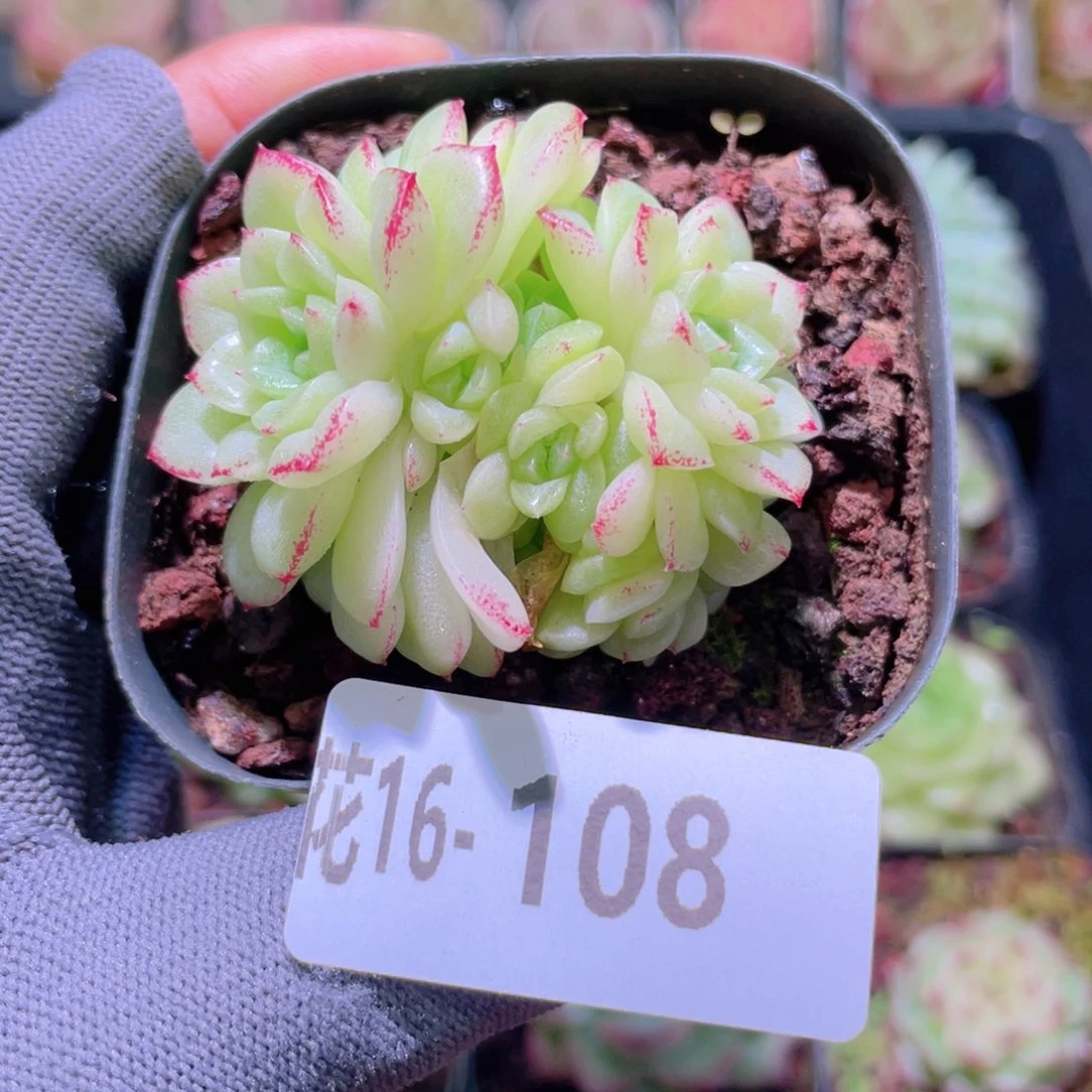 花利美16-108麦秆群