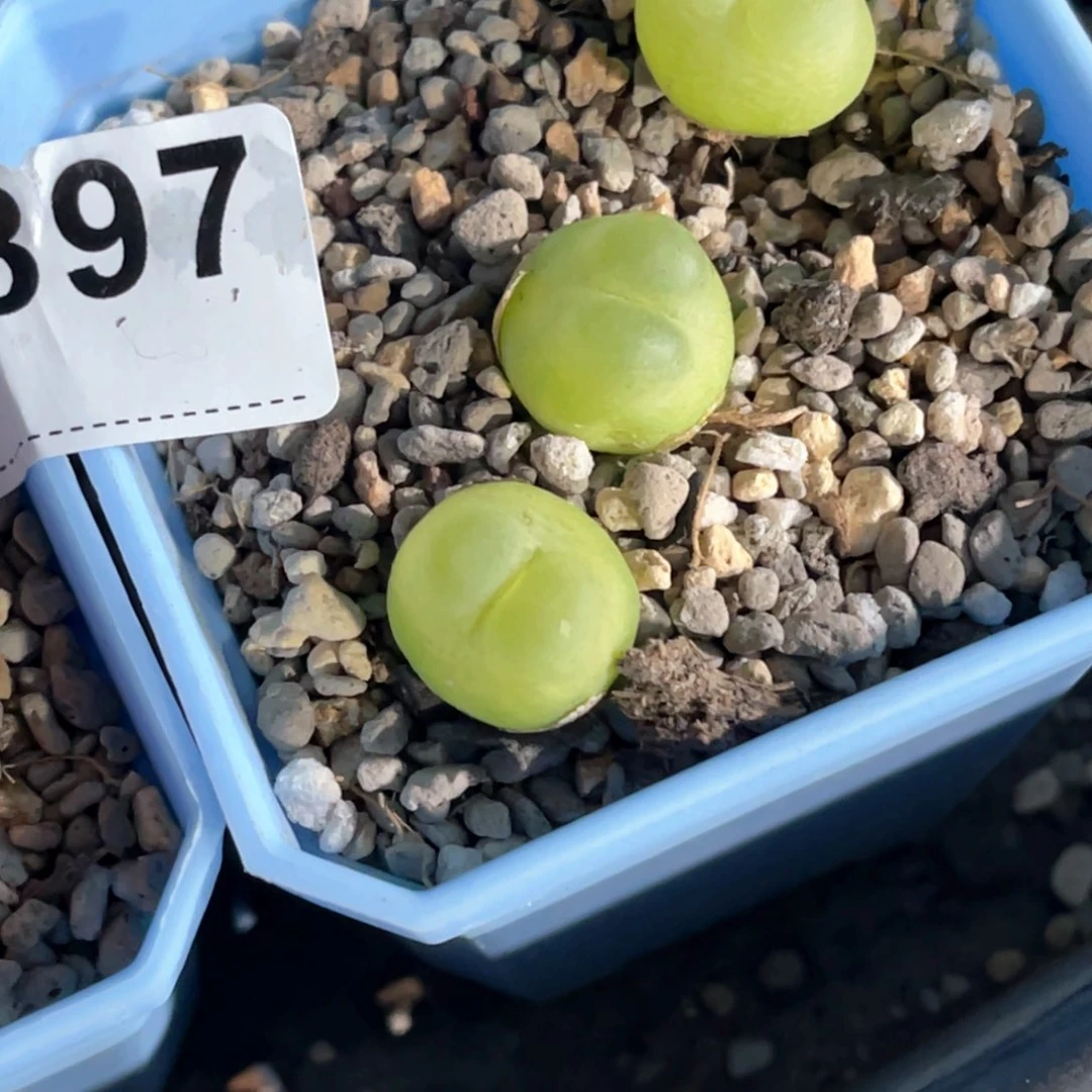 :***菜5897拉登3专拍的花