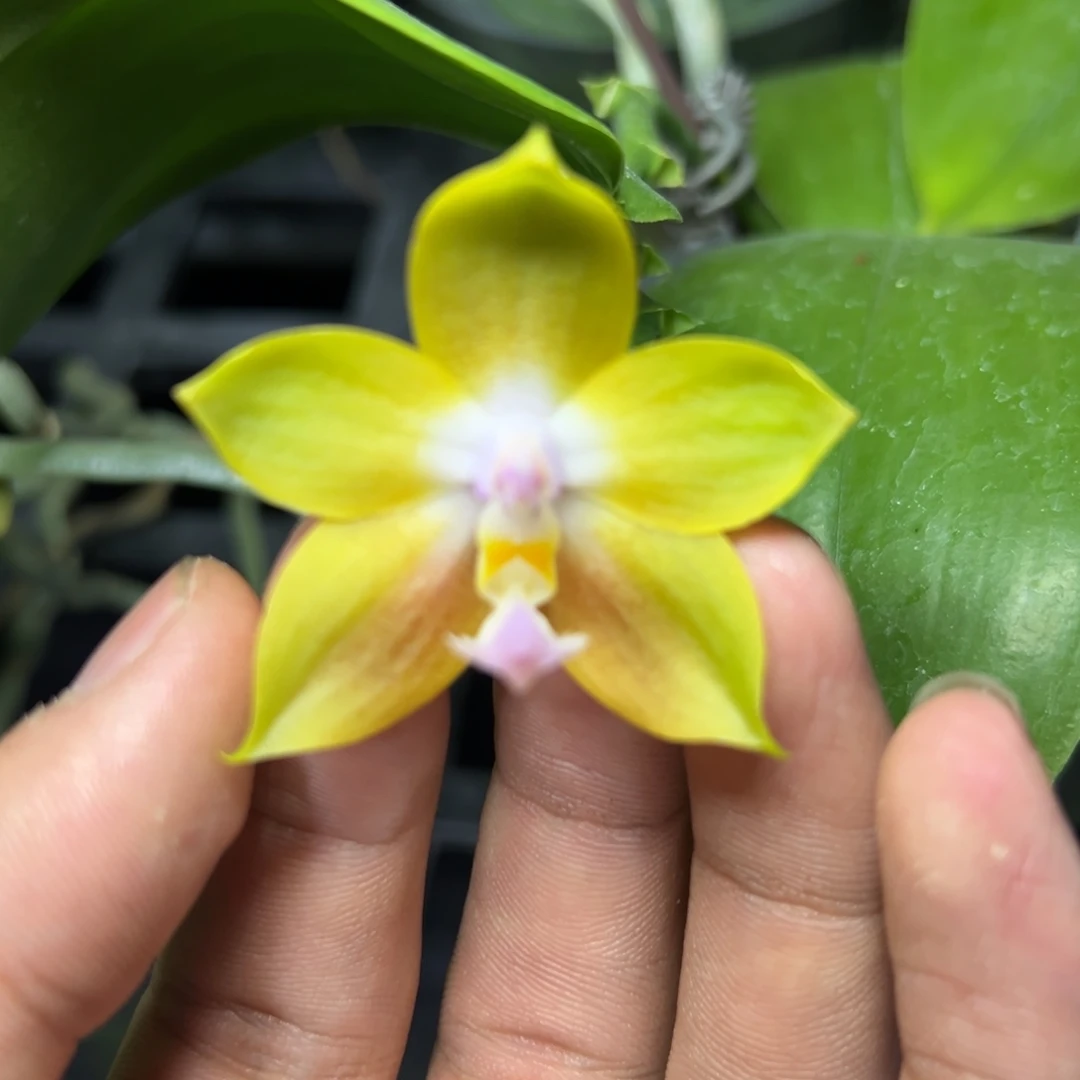 完全开放l108n6505