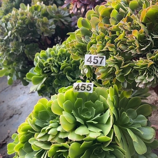 超***炫多肉植物两个457.455