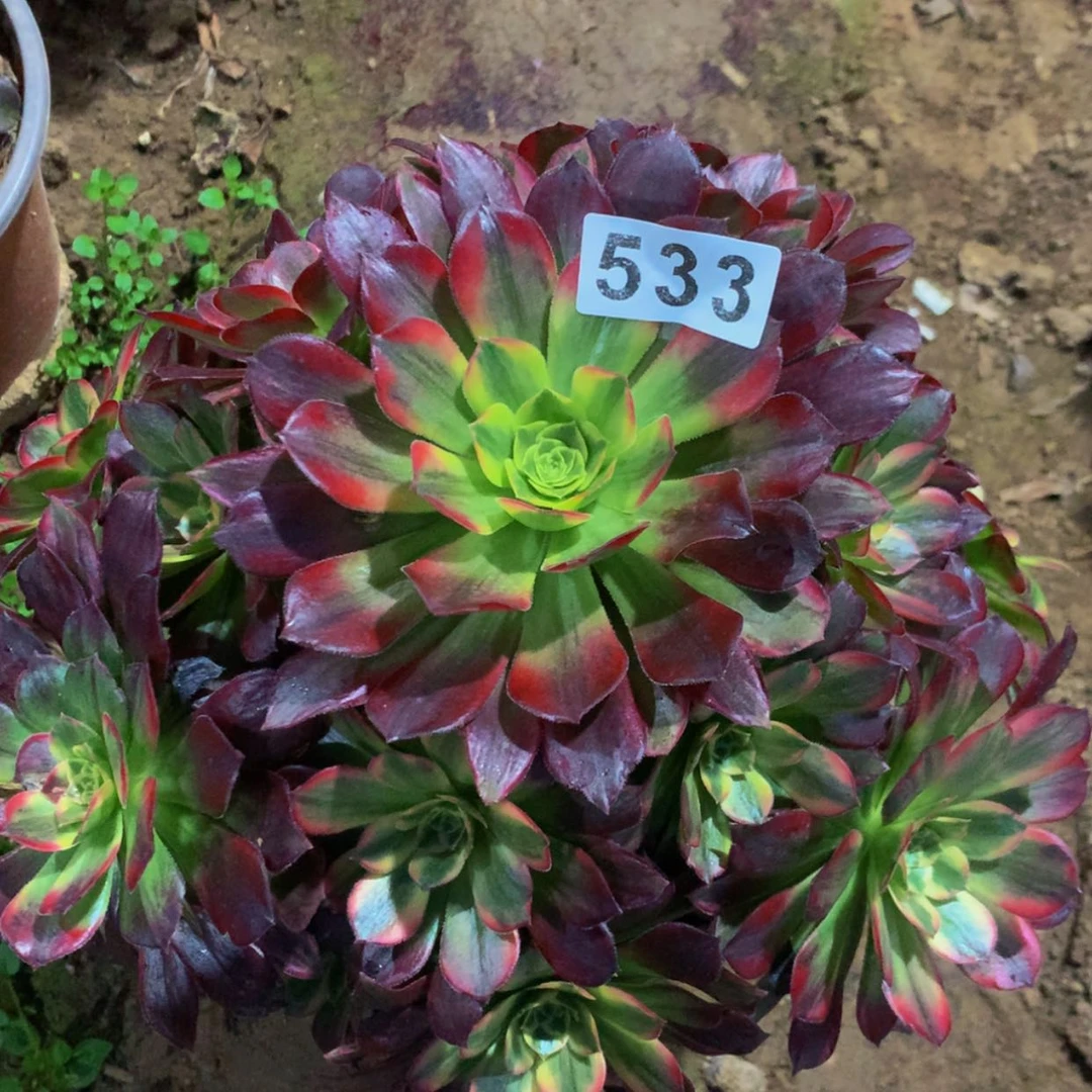 【闪购商品】533安娜多肉