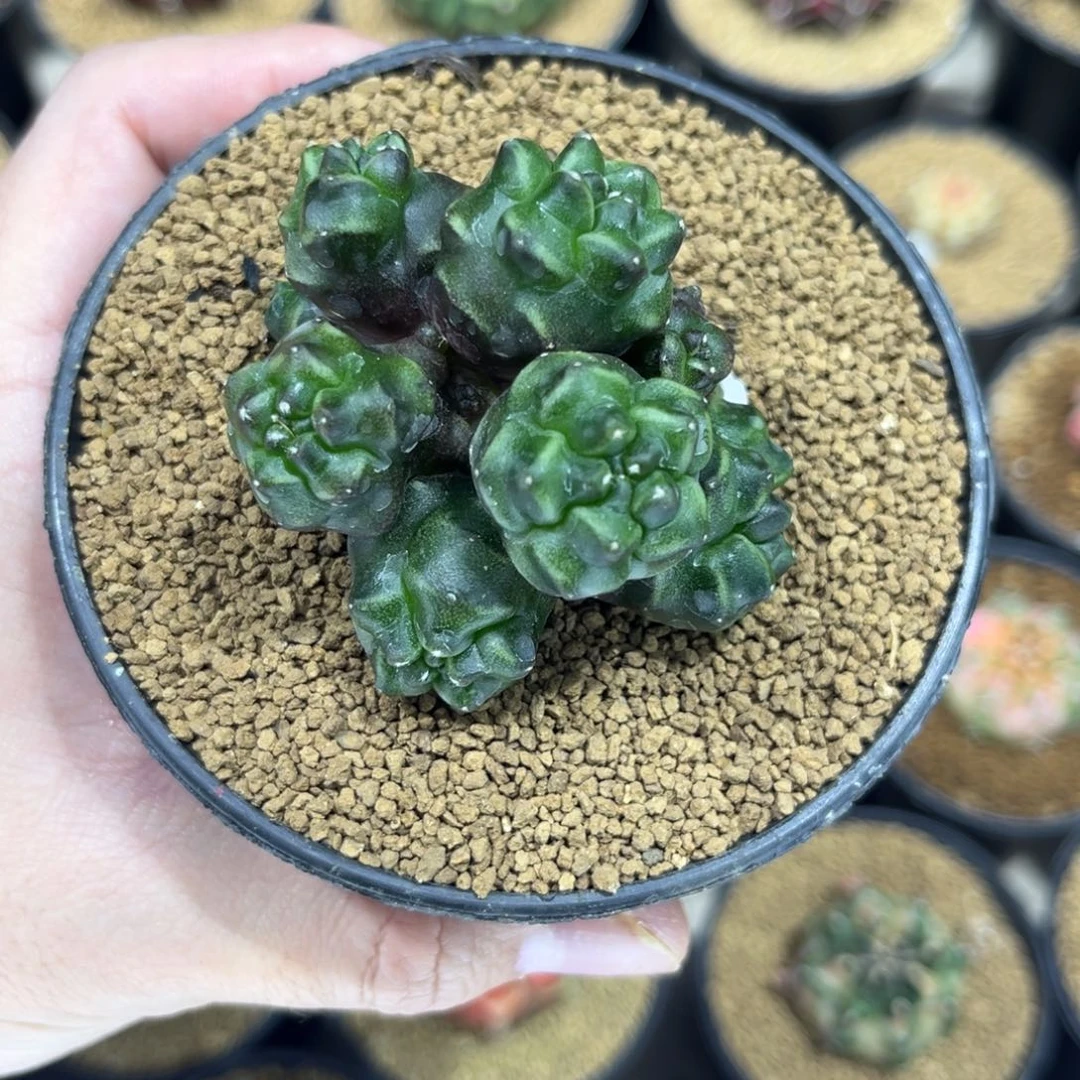 梦想石化群生实生根—————