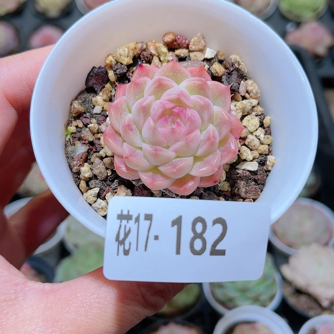 花利美17-182麦秆