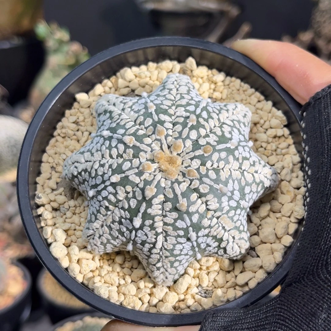 特超兜Zzzzzzzzzzzzzz