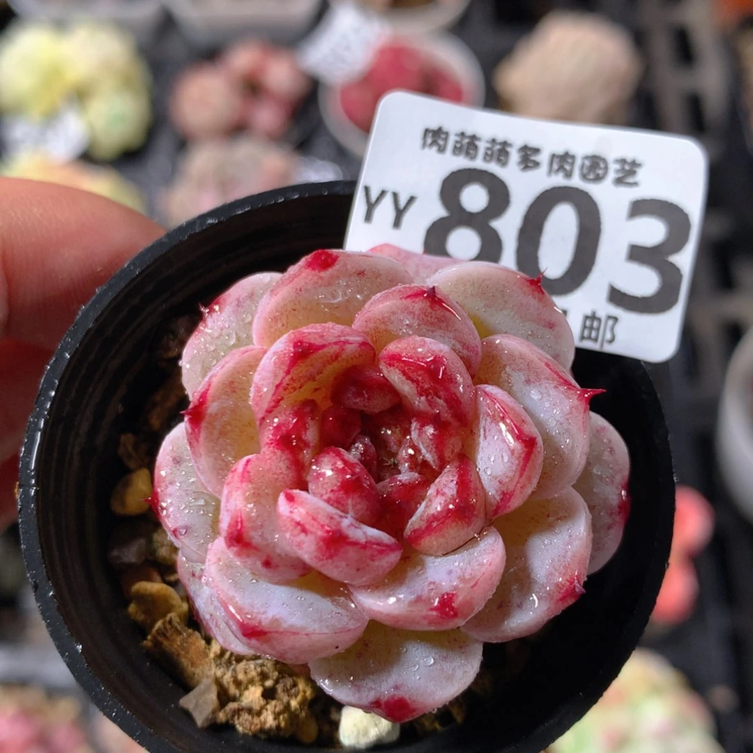 5CM拇指盆精控多肉YY803