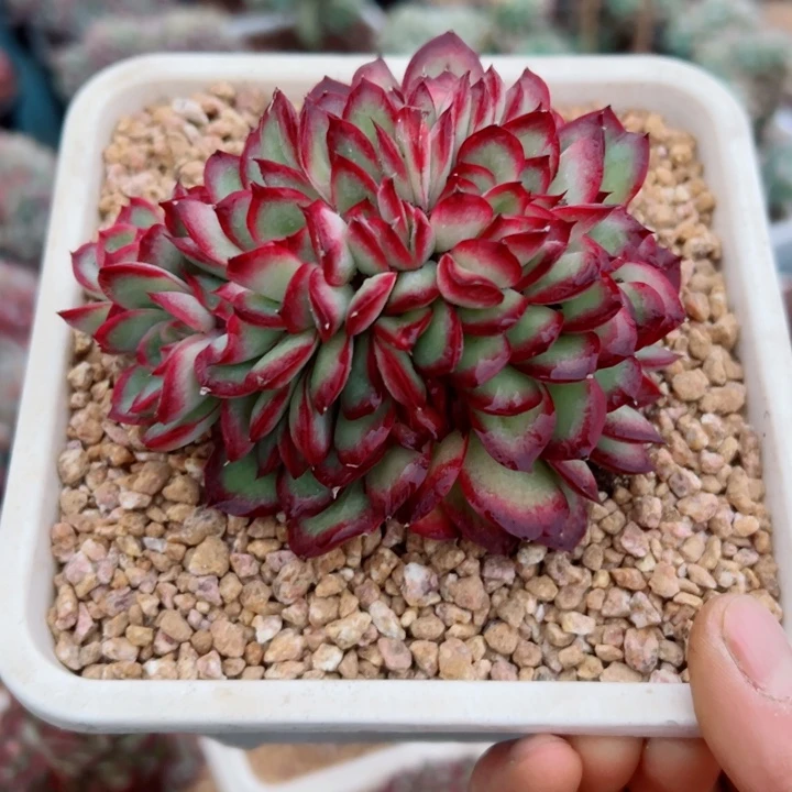 精品多肉植物老桩