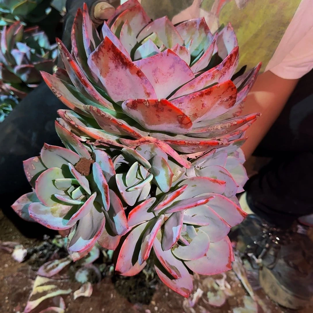 其**晨血凤 一颗 不包损85号