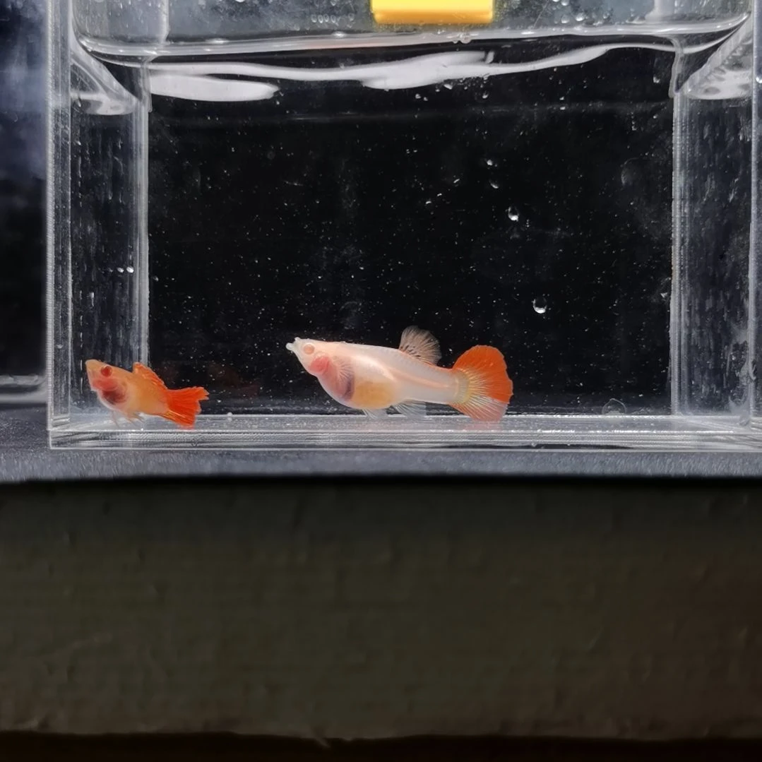 孔雀鱼编号18红龙白子玻璃猫