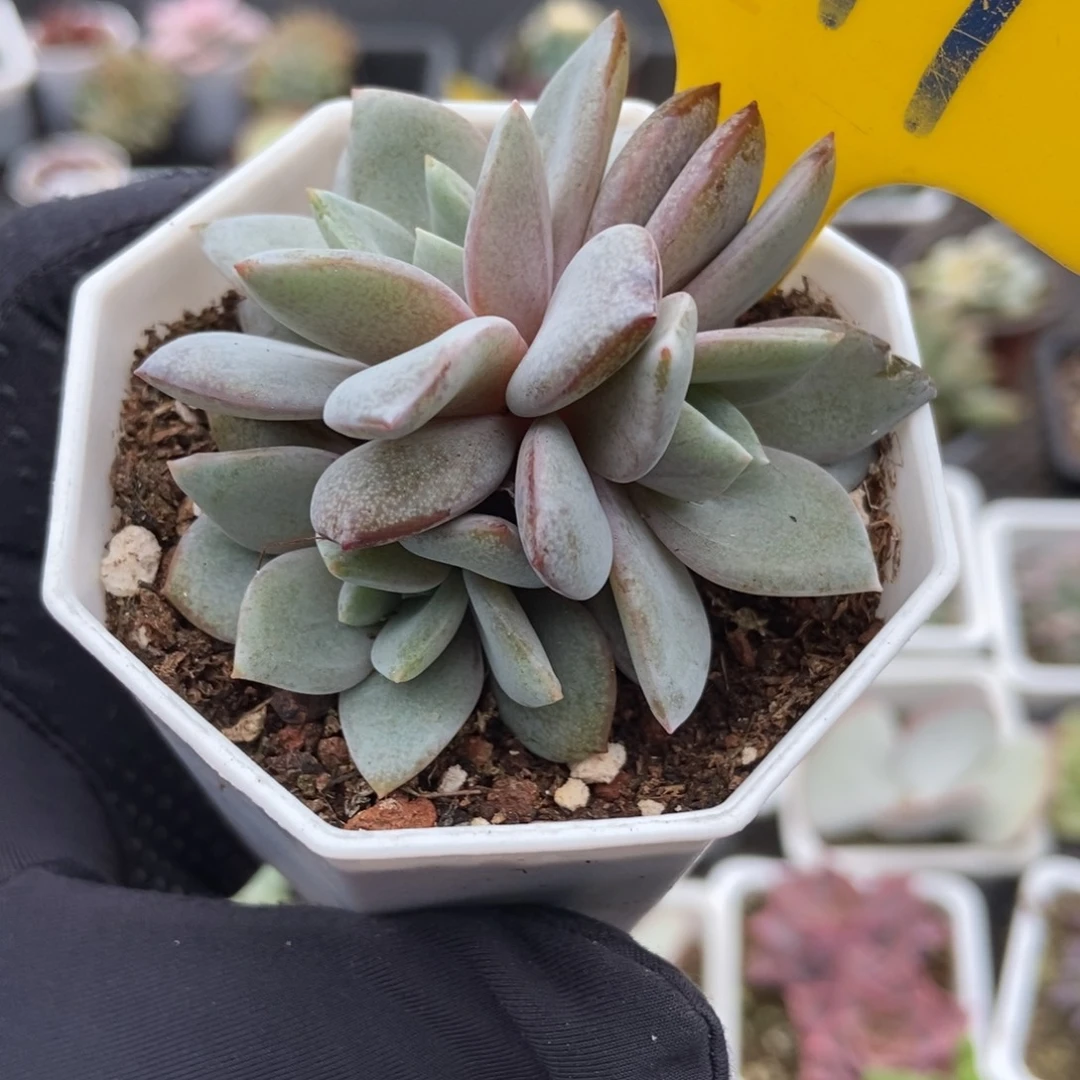 641德国香槟多肉植物