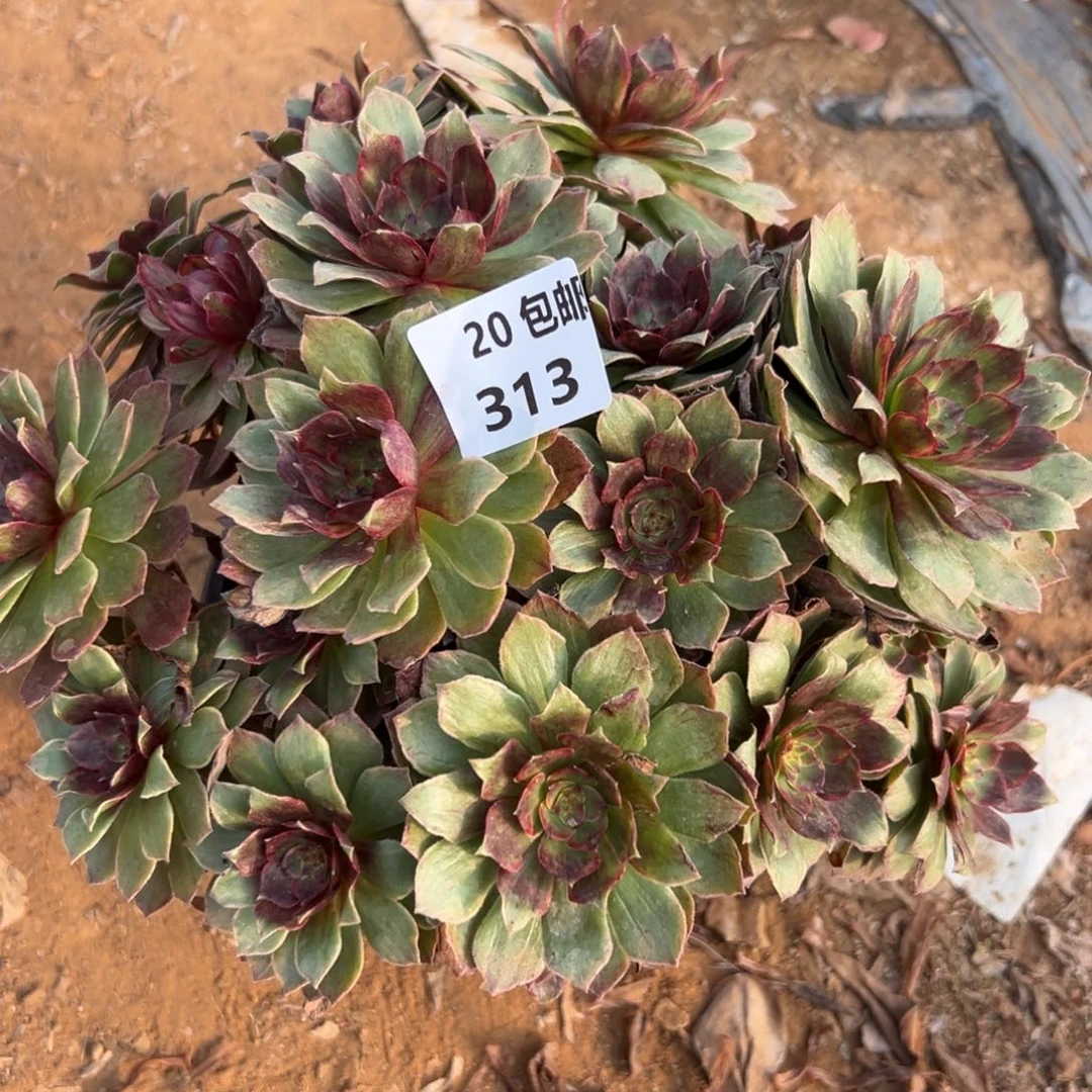 313红丝绒，满20包邮嘟叮熊