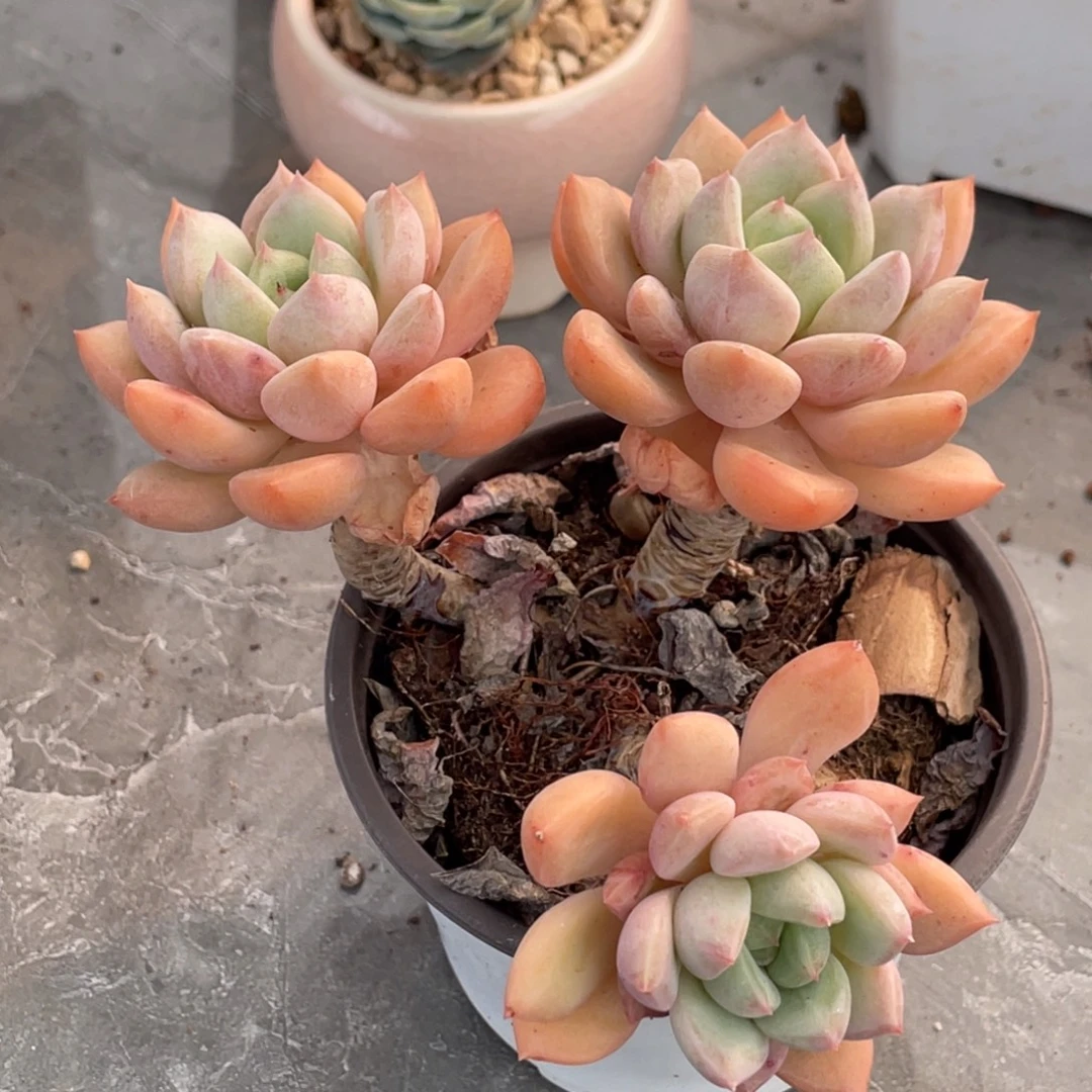 蜜桃格林三头老桩