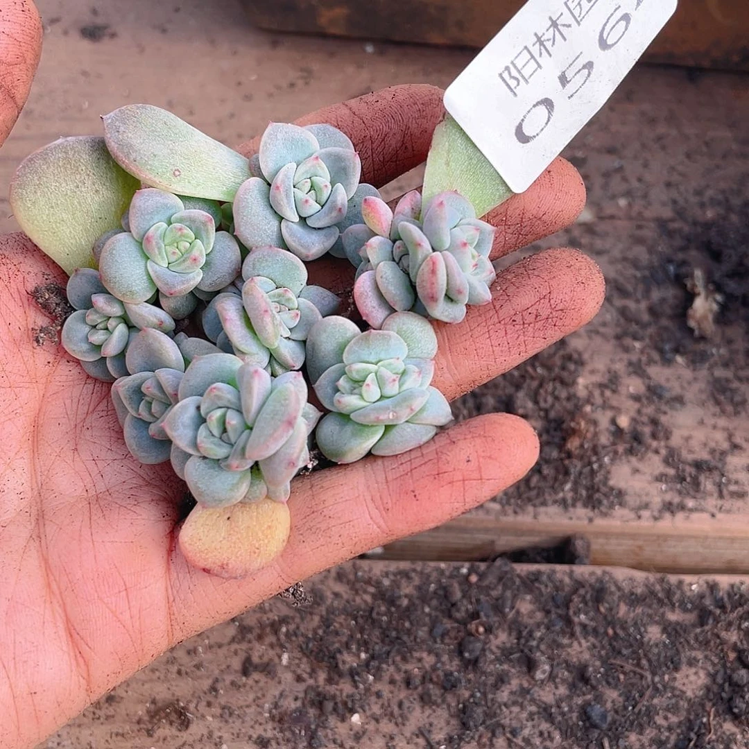 多肉植物多肉植物564