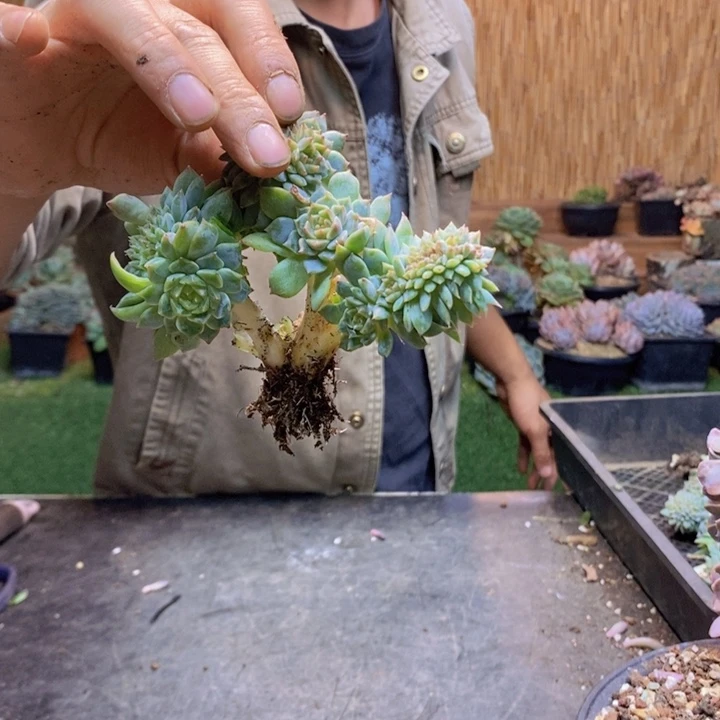 小***南19 号冰魄多肉植物
