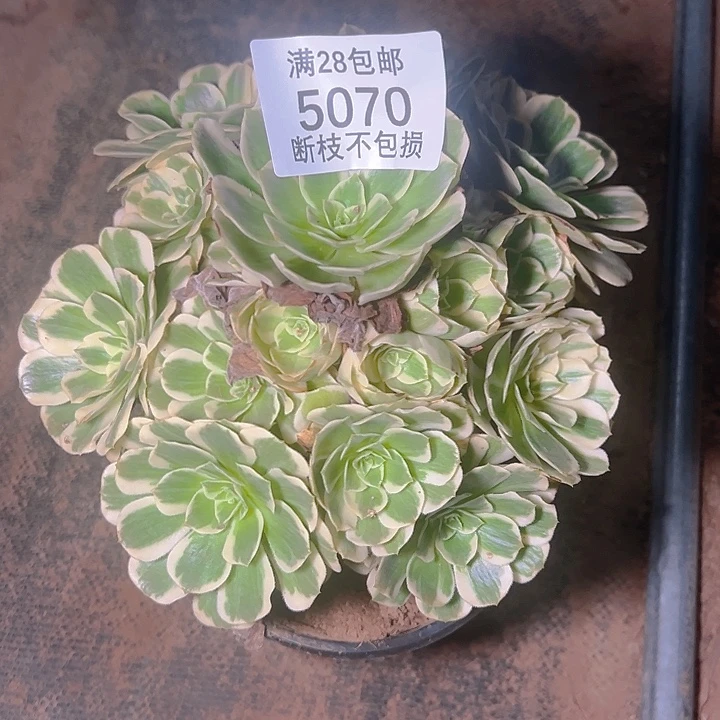 5070迈巴赫多肉植物