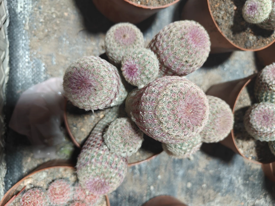 仙人球多肉植物夏季仙人球盆栽（一物一拍）