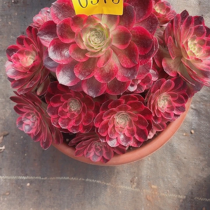 平*叔多肉植物变异与0575