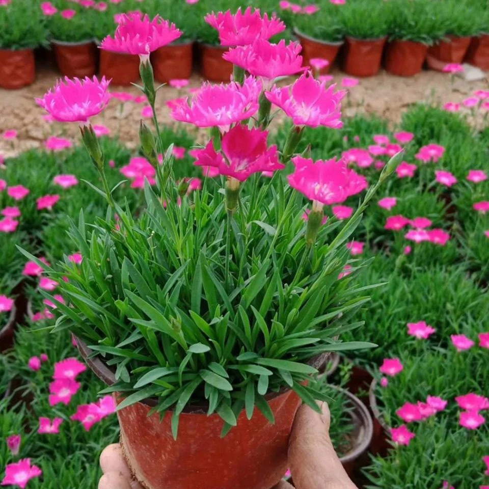 欧石竹花苗耐寒四季开花庭院绿化地被盆栽花卉