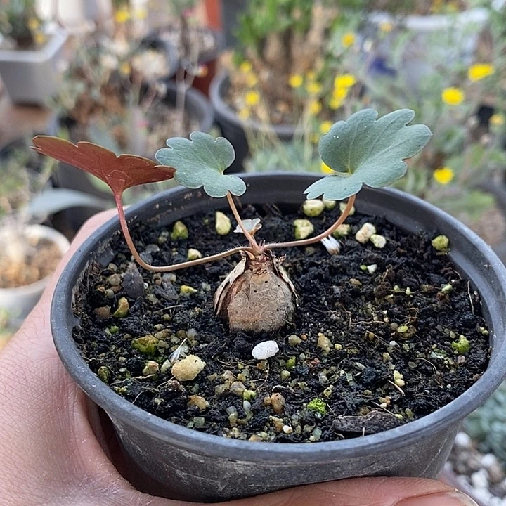 982肾叶洋葵原产地带盆一一