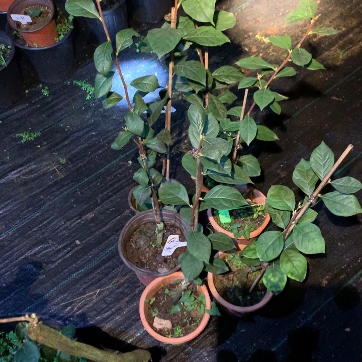完全开放唐彩嫁接苗79