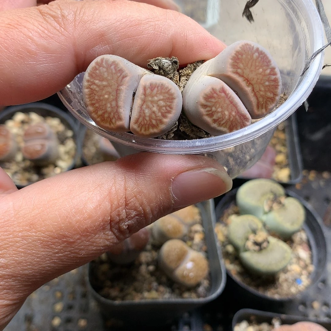 E46多肉植物保护