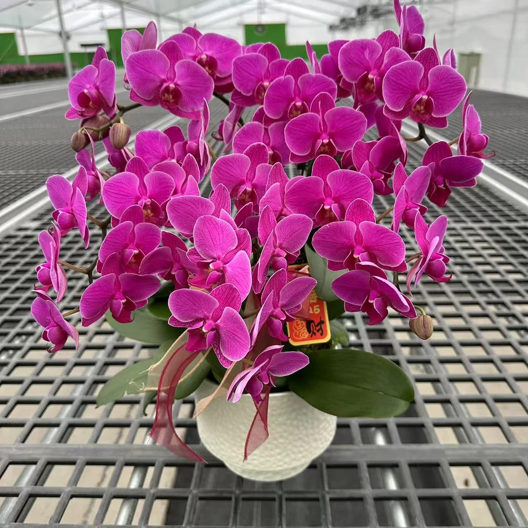 【福星】精品蝴蝶兰 紫色花型 室内精品观赏 真花