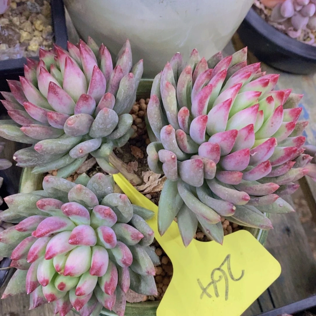 跨年夜，福利专场，一单就包邮，感谢大家