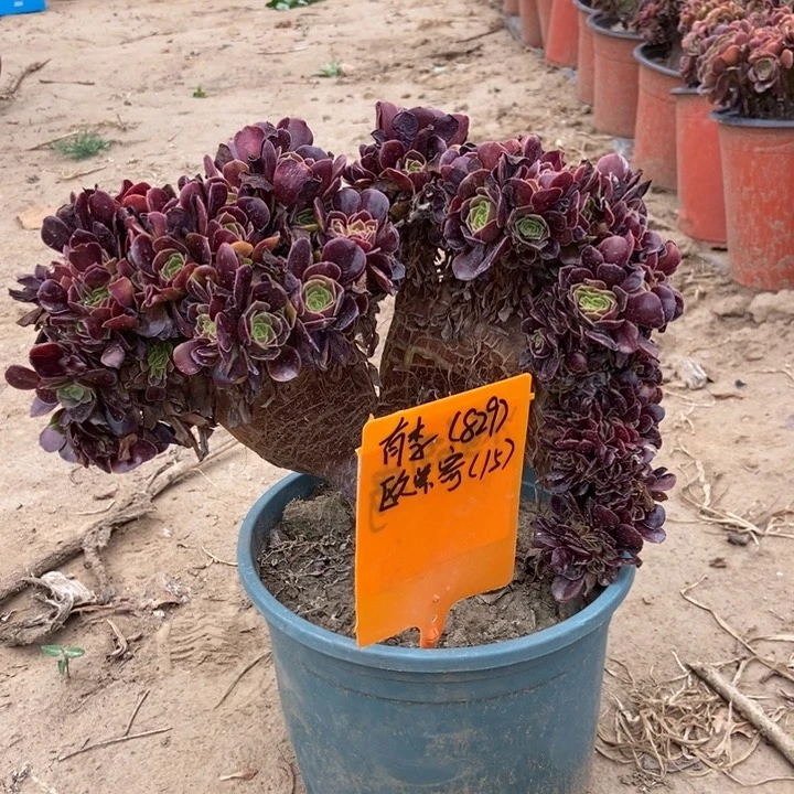 829欧紫缀化老桩老桩伤