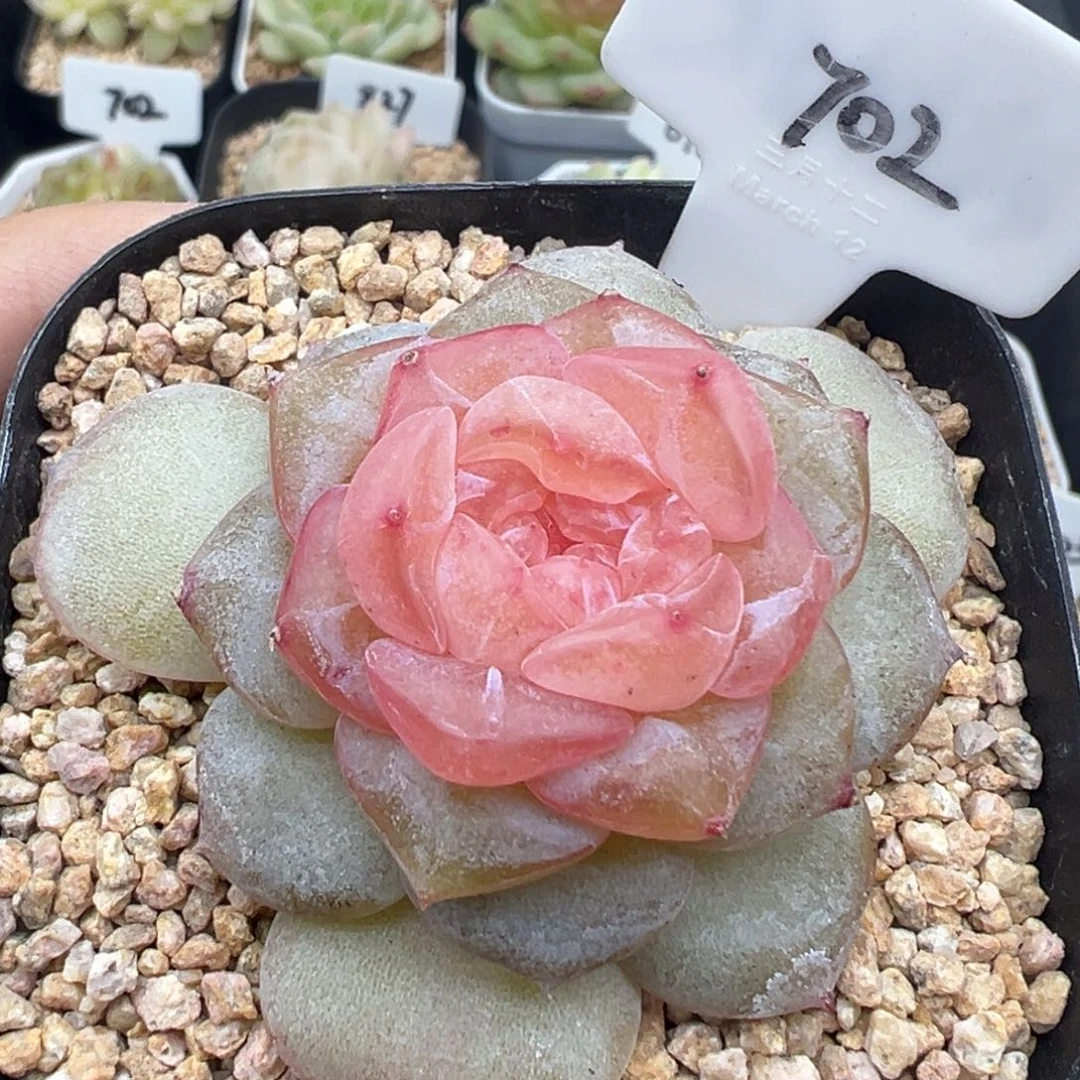 702号朗月有晒斑 晗雨