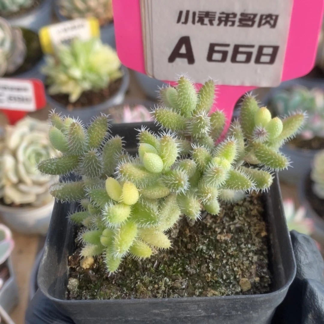 云*668雷同锦锦锦锦锦