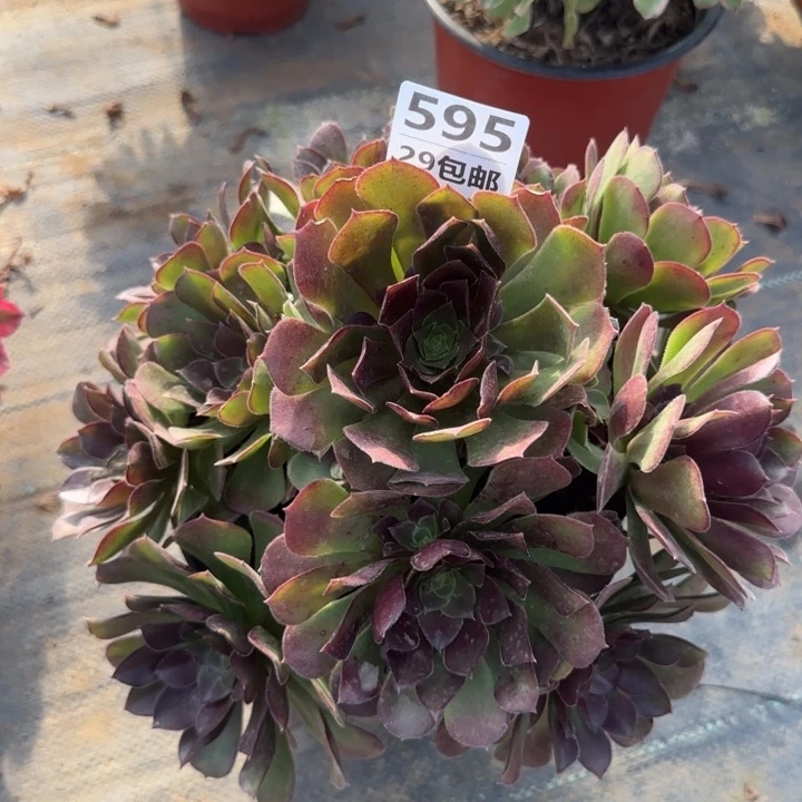 荷兰玫瑰……多肉植物的